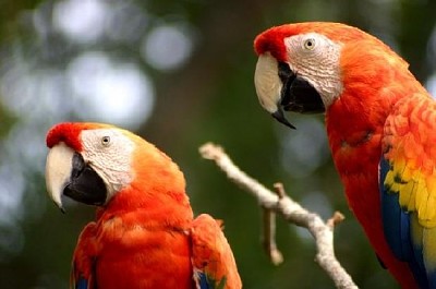 Deux perroquets