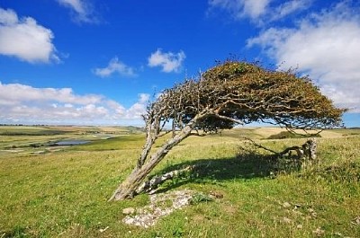 Un árbol soplado por el viento