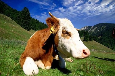 Una vaca feliz
