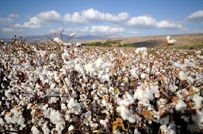 Campo de algodão, norte de Israel
