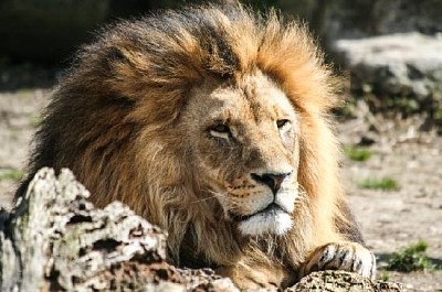 Lion Waiting