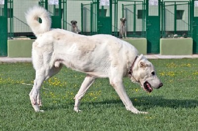 Großer Akbash Hund