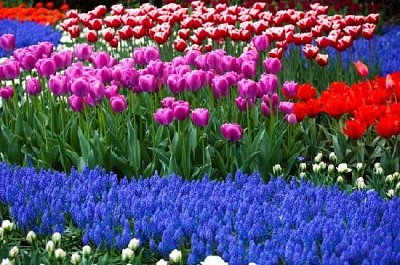 Flores de tulipa desabrochando