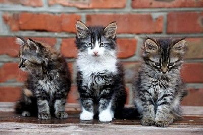Três gatinhos contra uma parede de tijolos