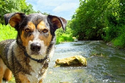 Dog in Stream