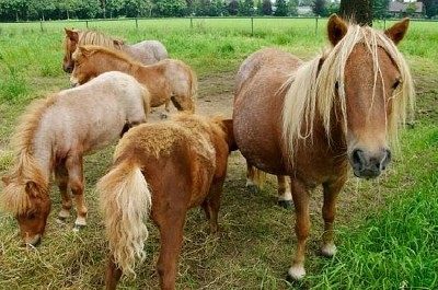Groupe de poneys