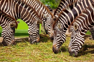 Zebras Eating