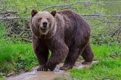 Brownbear Stalking jigsaw puzzle