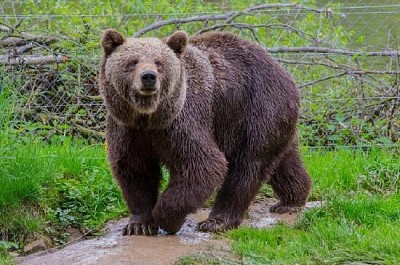 Traque de l'ours brun