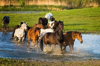 走っている馬