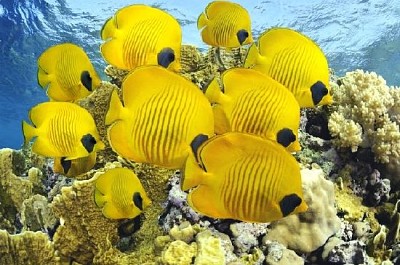 カラフルなサンゴ礁の魚