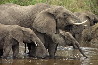 公園裡的非洲大象