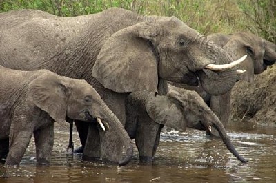 Elefante africano nel parco