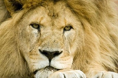 Lion jigsaw puzzle