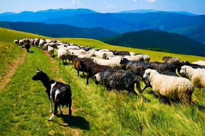 Ziegen- und Schafherde