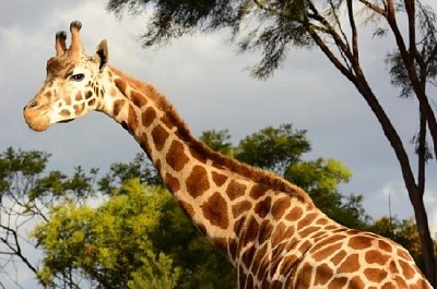 Girafe au soleil de fin d'après-midi