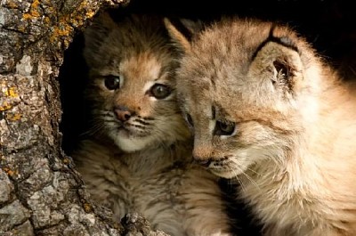 Two Baby Lynx in a Log
