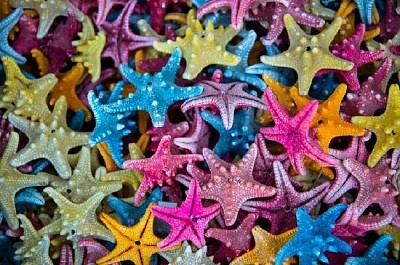 Estrella de mar