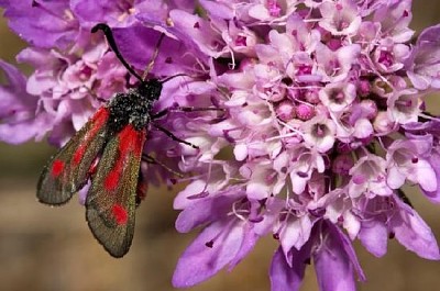 Burnet Moth