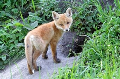 Red Fox at his Hole jigsaw puzzle
