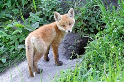 Red Fox vid sitt hål