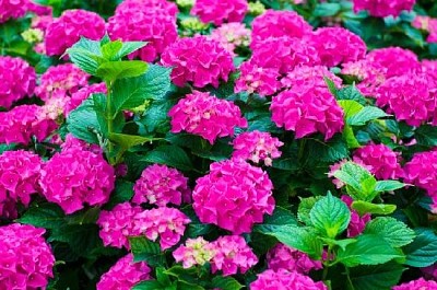 Hortensias Fucsia