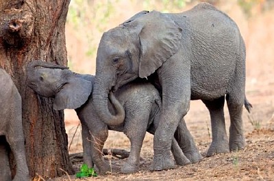 פאזל של פילים אפריקאים