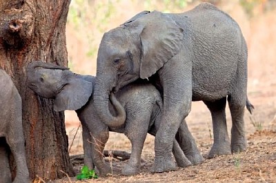 african Elephants