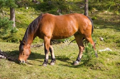 Ein Pferd in der Sonne