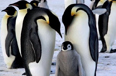 Pingüinos emperador con pollito