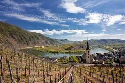 Vinhas no Winding Mosel River perto de Bremm, Alemanha