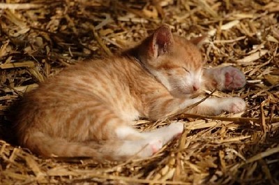 眠っている子猫