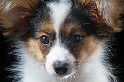 Giovane Papillon Pup