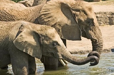 Dos elefantes jugando en el agua