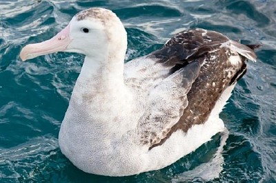 Albatros errante nadando