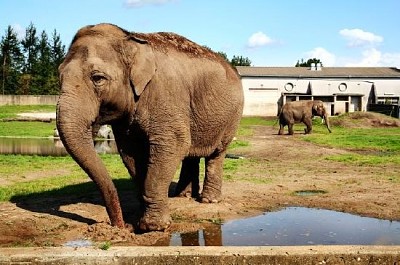 Elefantes em uma fazenda