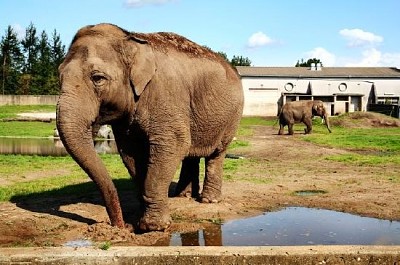 Elephants on a Farm