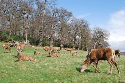 Troupeau de cerfs