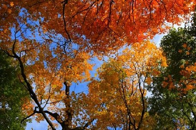 L'arboretum de Harvard