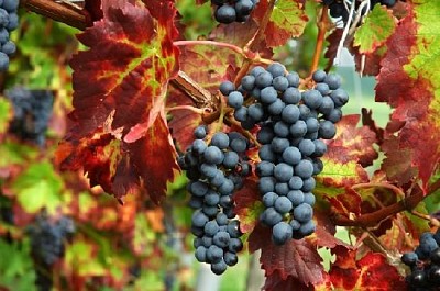 Ripe Black Grapes