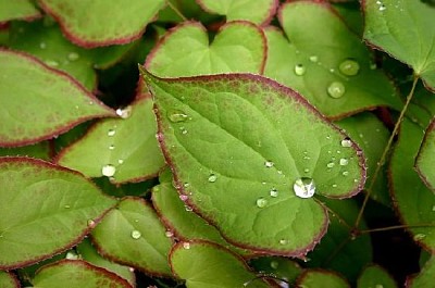 Epimedium efter regn