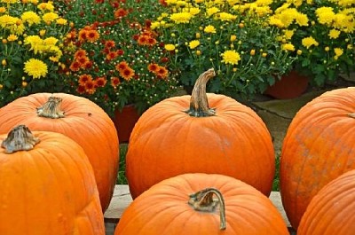 Calabazas con mamás de otoño