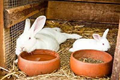 White Rabbits jigsaw puzzle