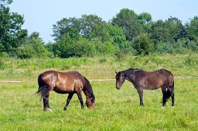 Braune Pferde, die grasen