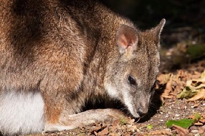 Wallaby de Parma