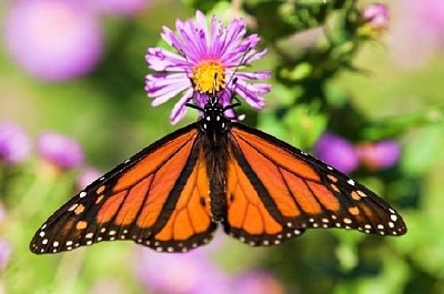 Papillon monarque