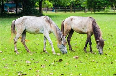 Dois cavalos brancos