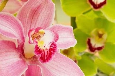 Pink Orchids jigsaw puzzle
