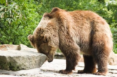 Urso-pardo no zoológico