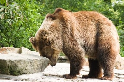 Orso bruno in giardino zoologico